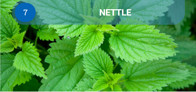 Nettle