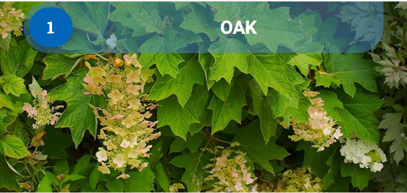 oak