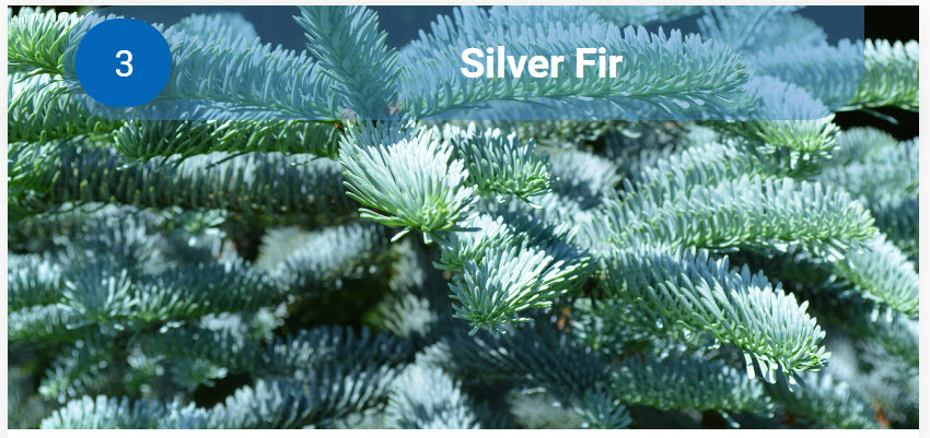 Silver Fir