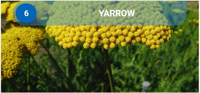 Yarrow
